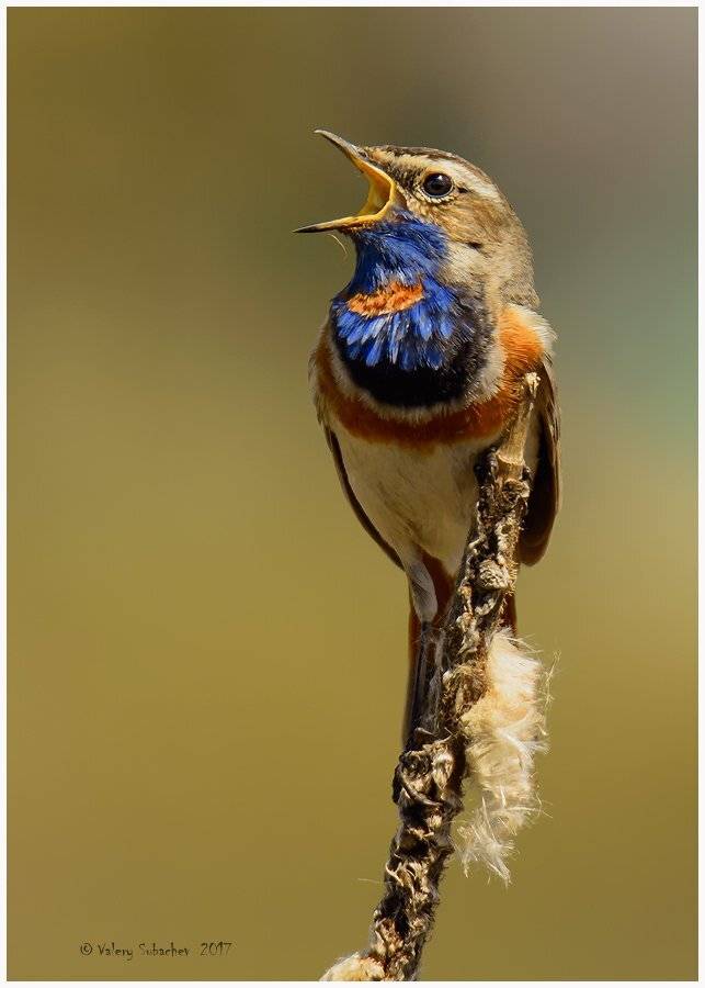 , Валерий Субачев