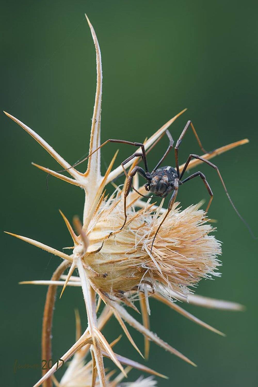 , Игорь ФУММ