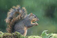 Белка -Squirrel