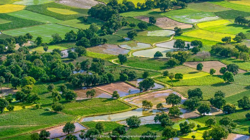 Co To rice fields фото превью