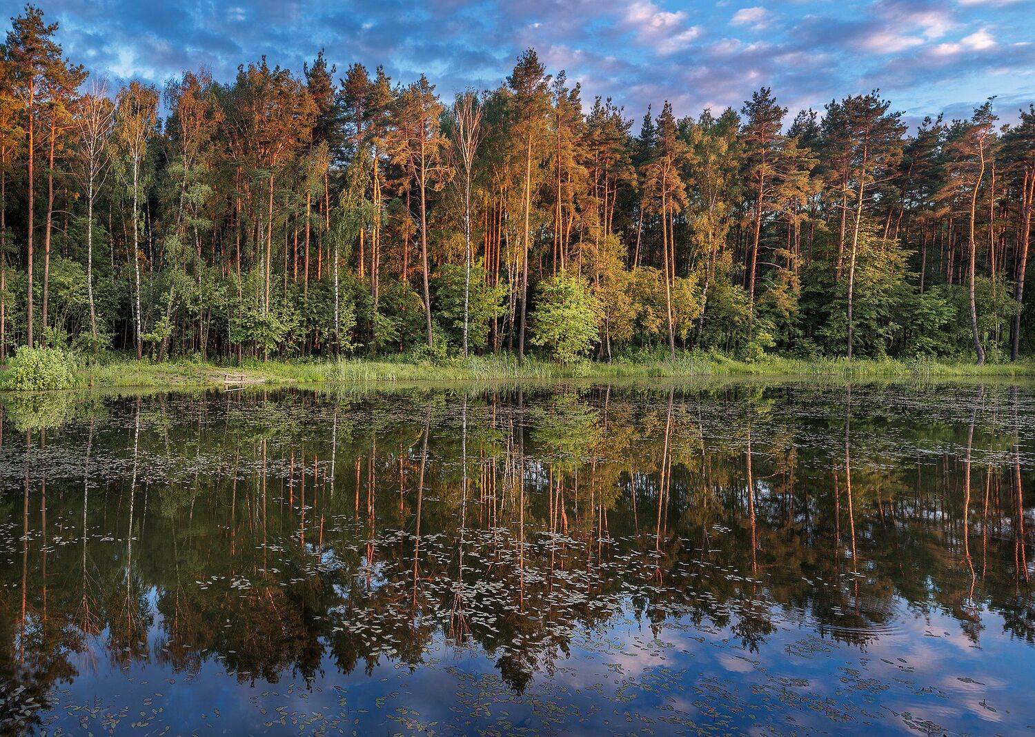 закат, лес, сосны, озеро, отражения, небо, облака, природа,, Андрей Огнев