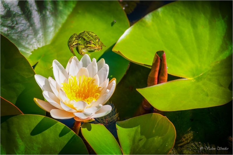 сказка фото превью