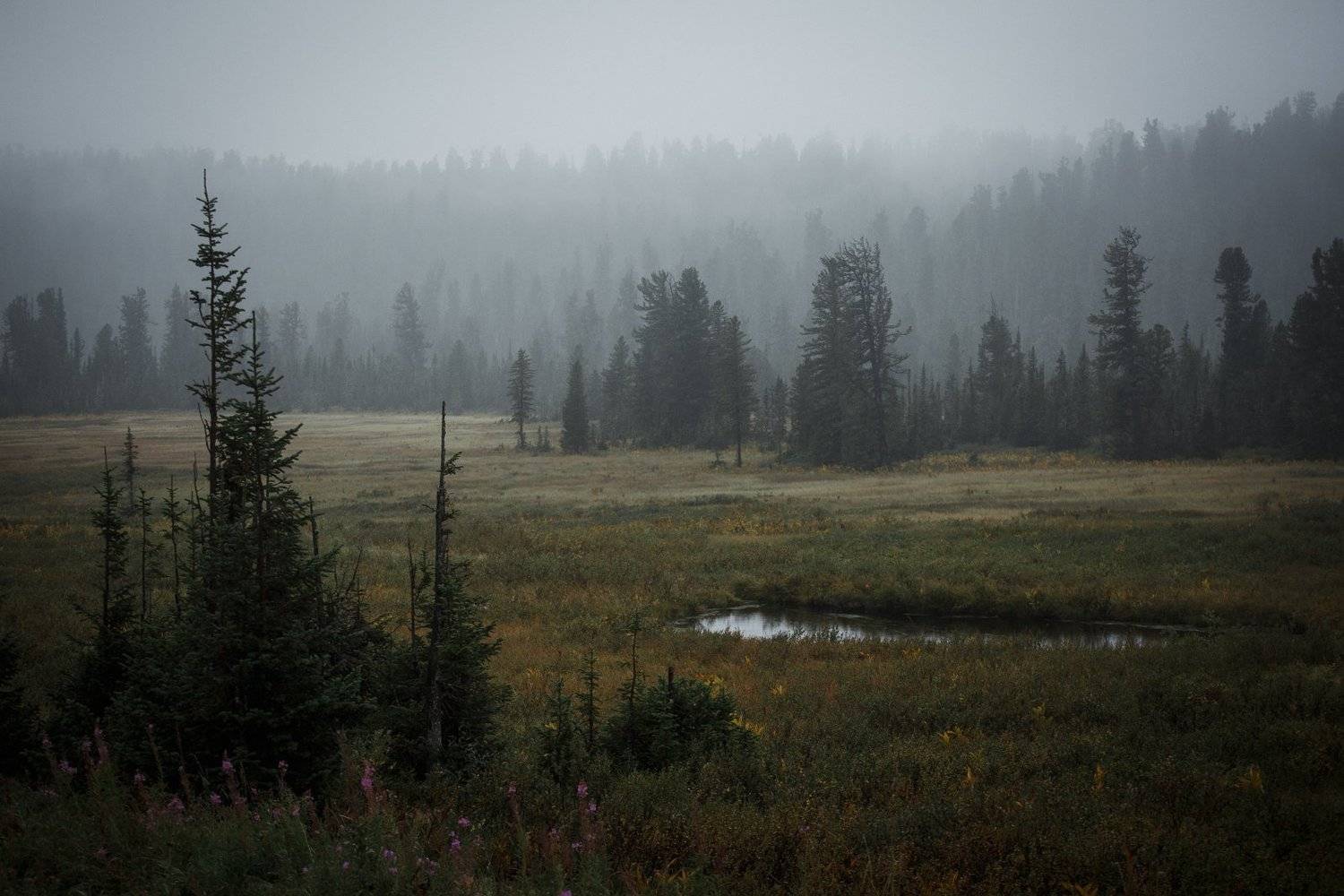 осень, август, пейзаж, саяны, утро, туман, деревья, красиво, мистика, путешествие, exployer, hiking, сибирь, россия, Александр Нерозя