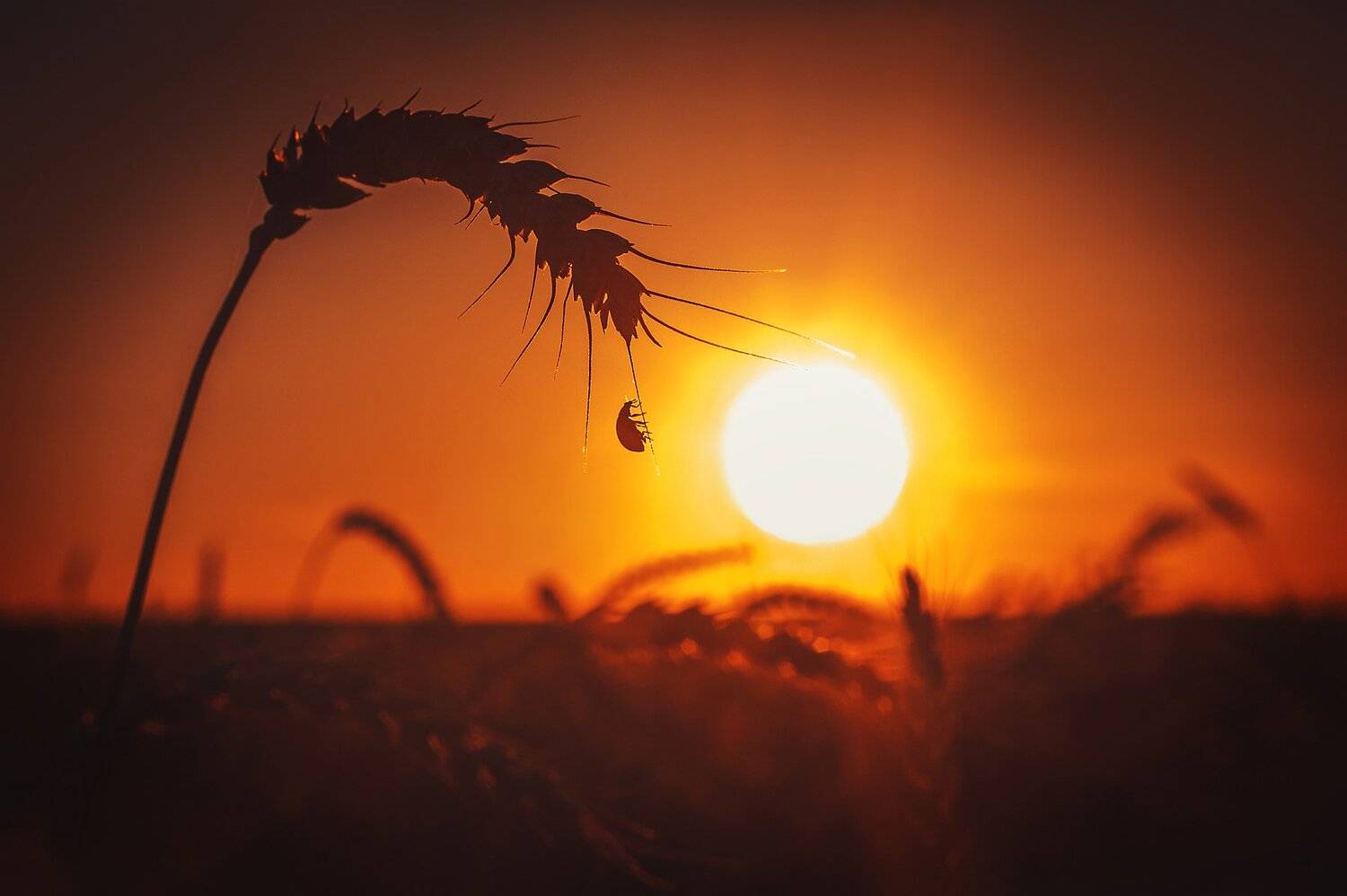 фото, природа, макро, закат, поле, солнце, лето, божья коровка, Екатерина