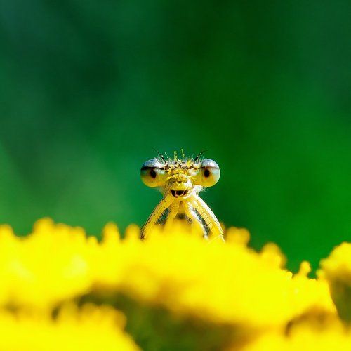 Laughing pollen