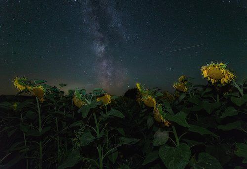 Среди подсолнухов