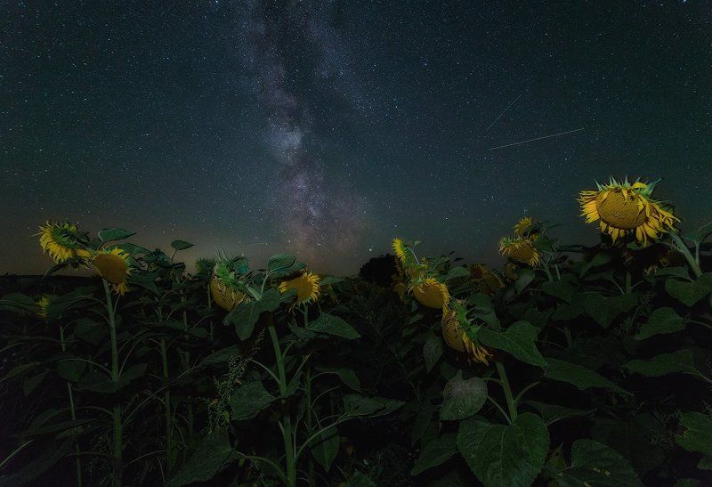 млечный путь, подсолнухи, samyang, пейзаж Среди подсолнухов фото превью