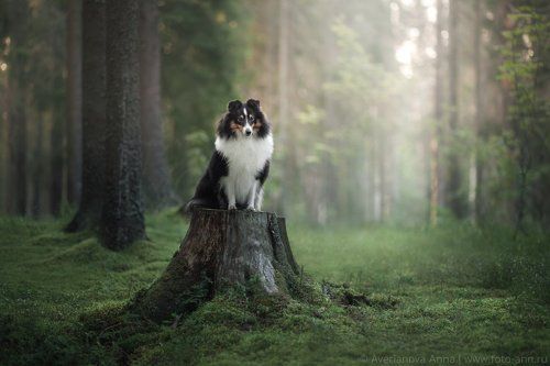 Серия о чудесных Шелти Ники и Берри