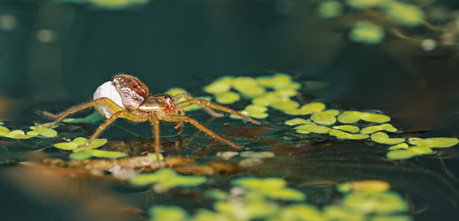 паук,лист,зелень,трава,свет,лапы, Юрий Котов