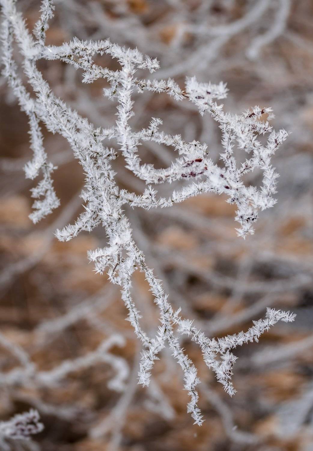 иней,мороз,зима,ветвь,коралл,alnus incana, Ксения Соварцева
