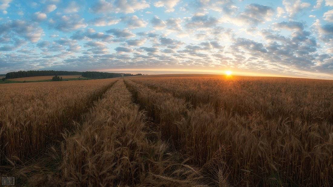 , Дмитрий Доронин