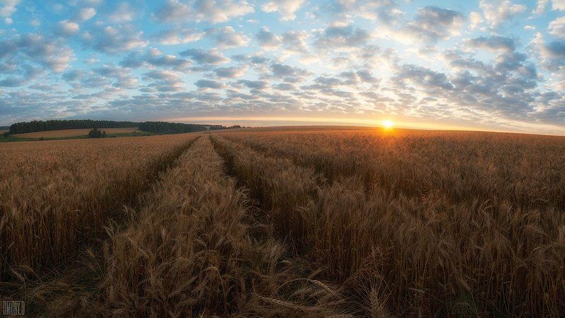 Восход над ржаными полями фото превью