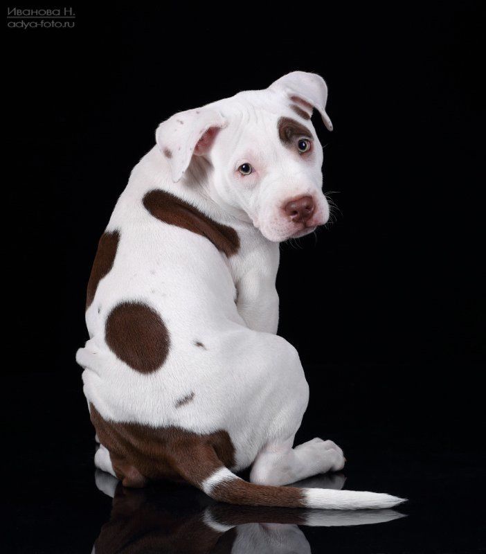 *** фото превью