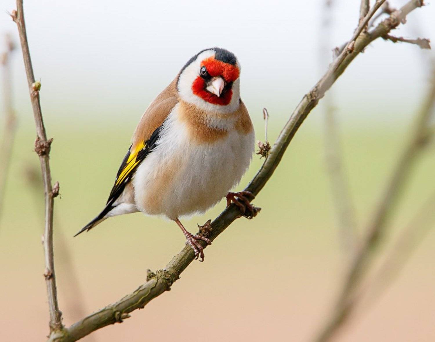 щегол, carduelis carduelis, Pavel Lychkousky