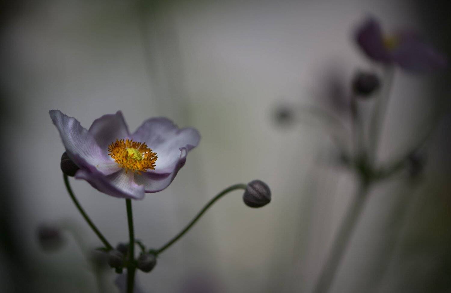 природа, макро, цветы, анемона, танец, лезгинка, Неля Рачкова