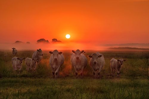 Cows at dawn