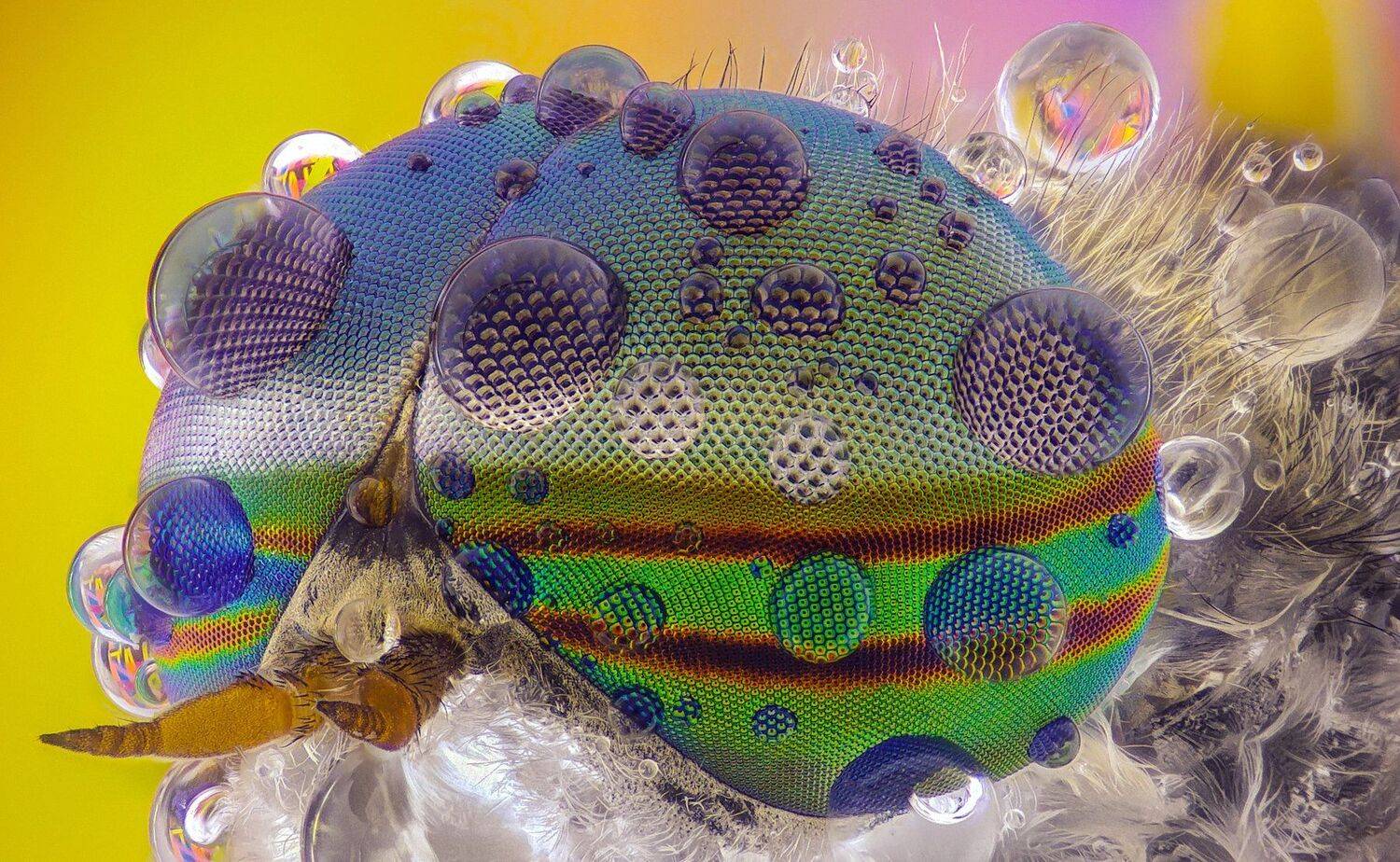 ceclii,macro,lgg4, extremmacro,  макро, Tsvetan Ganev