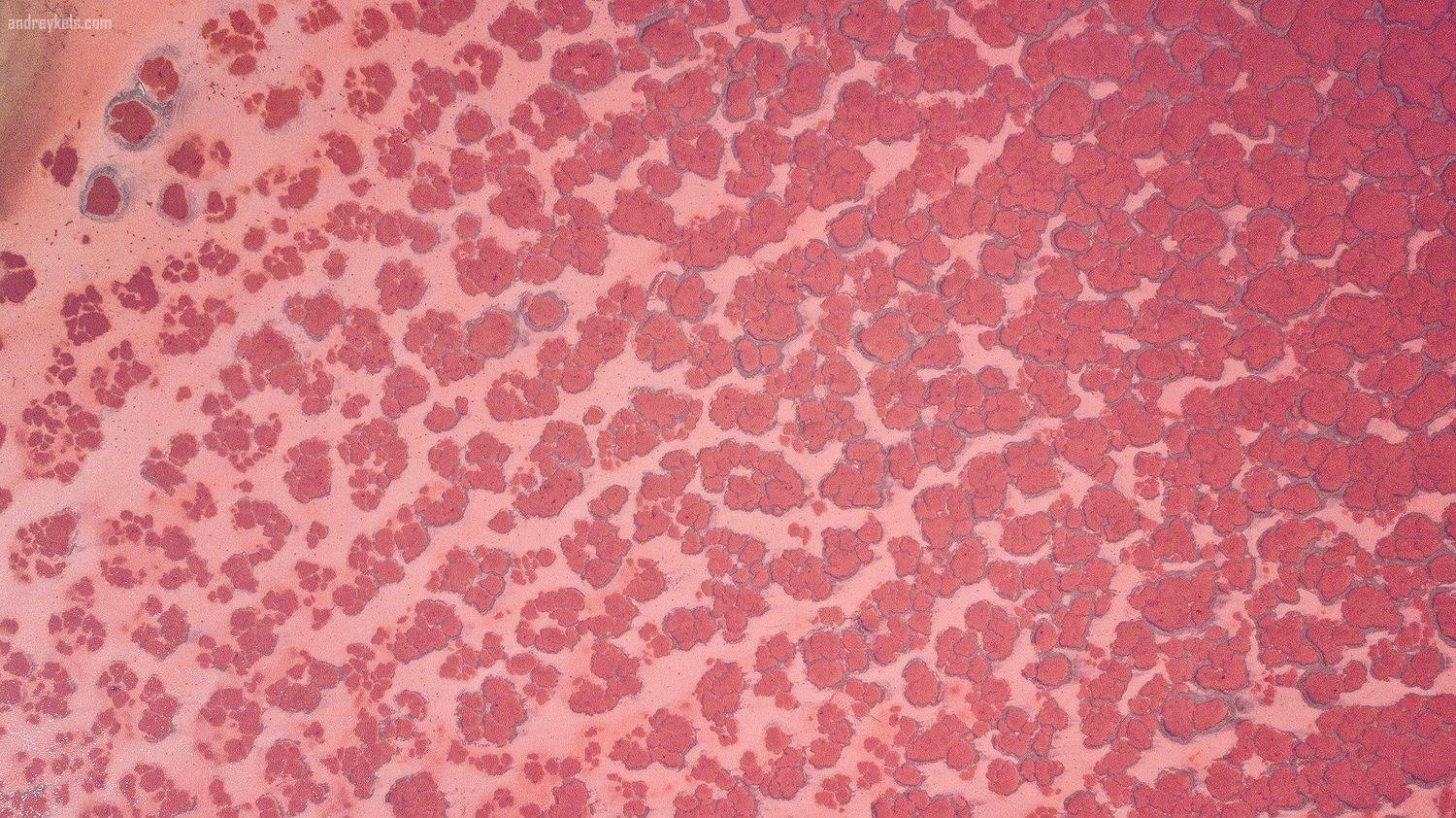 , Андрей Кельс