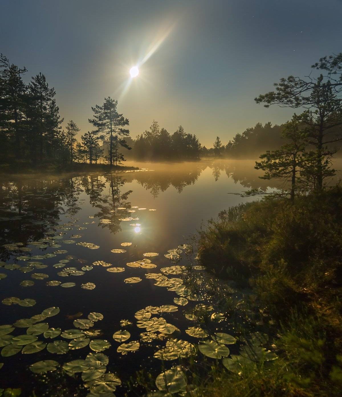 фототур, лето,  ленинградская область, деревья, сосна, остров, полнолунье, луна, ночь, туман, отражение, озеро., Лашков Фёдор