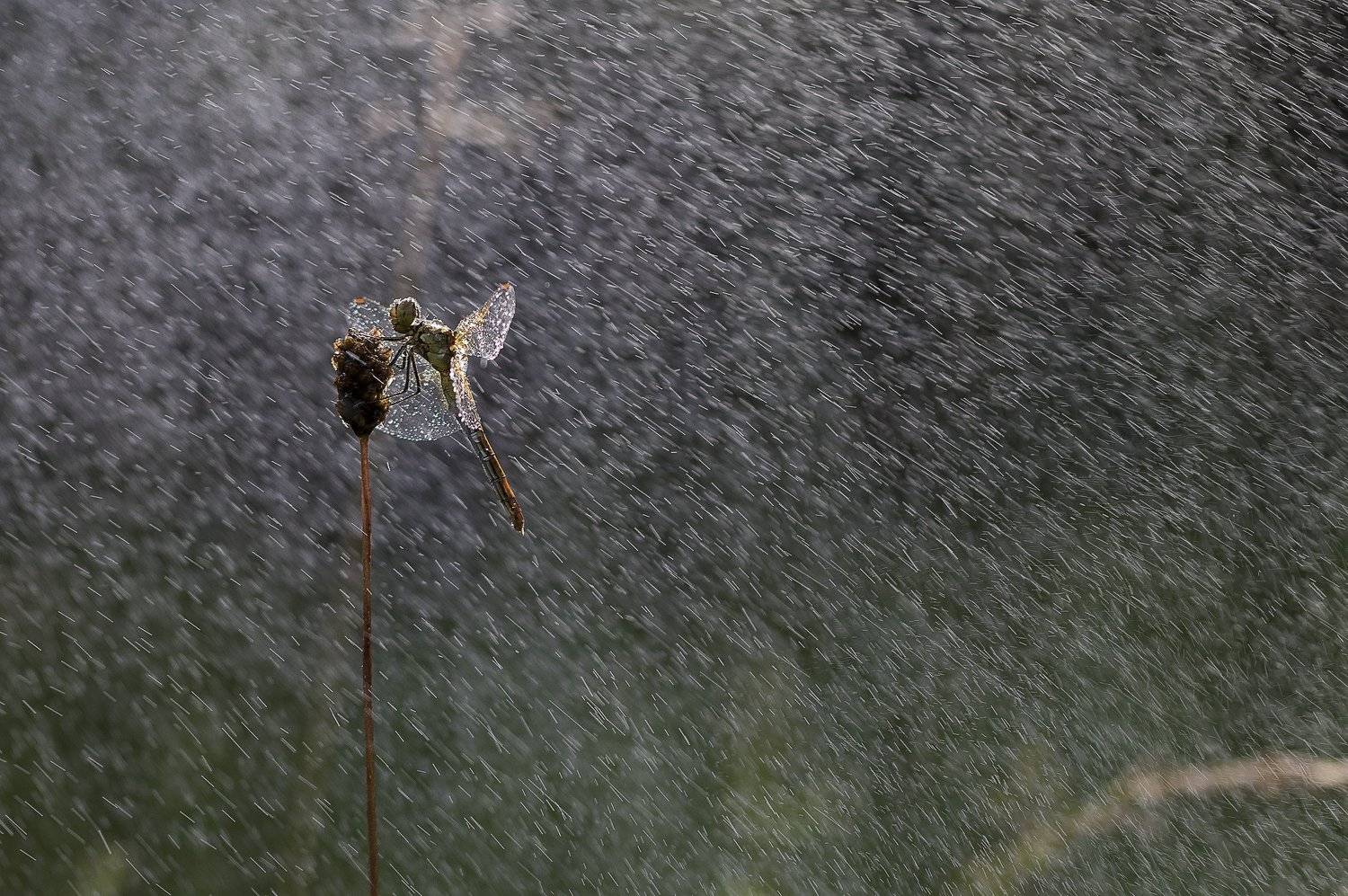 , Desislava Todorova