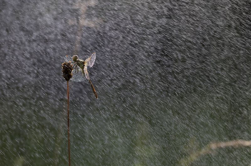 Летняя гроза фото превью