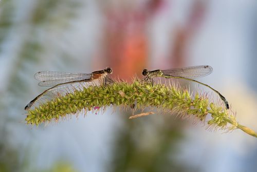 Dragonfly talk