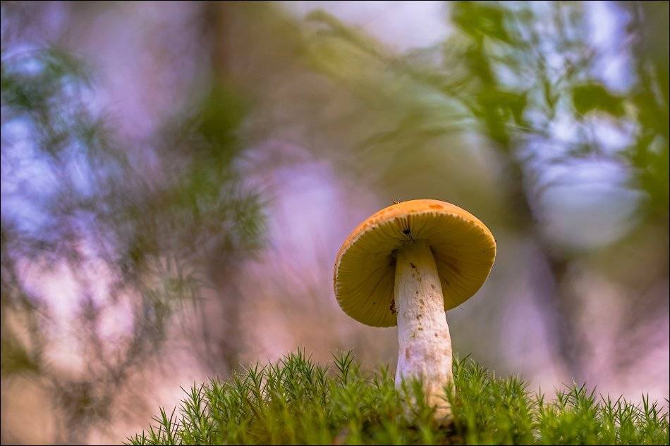, Бурлов Андрей