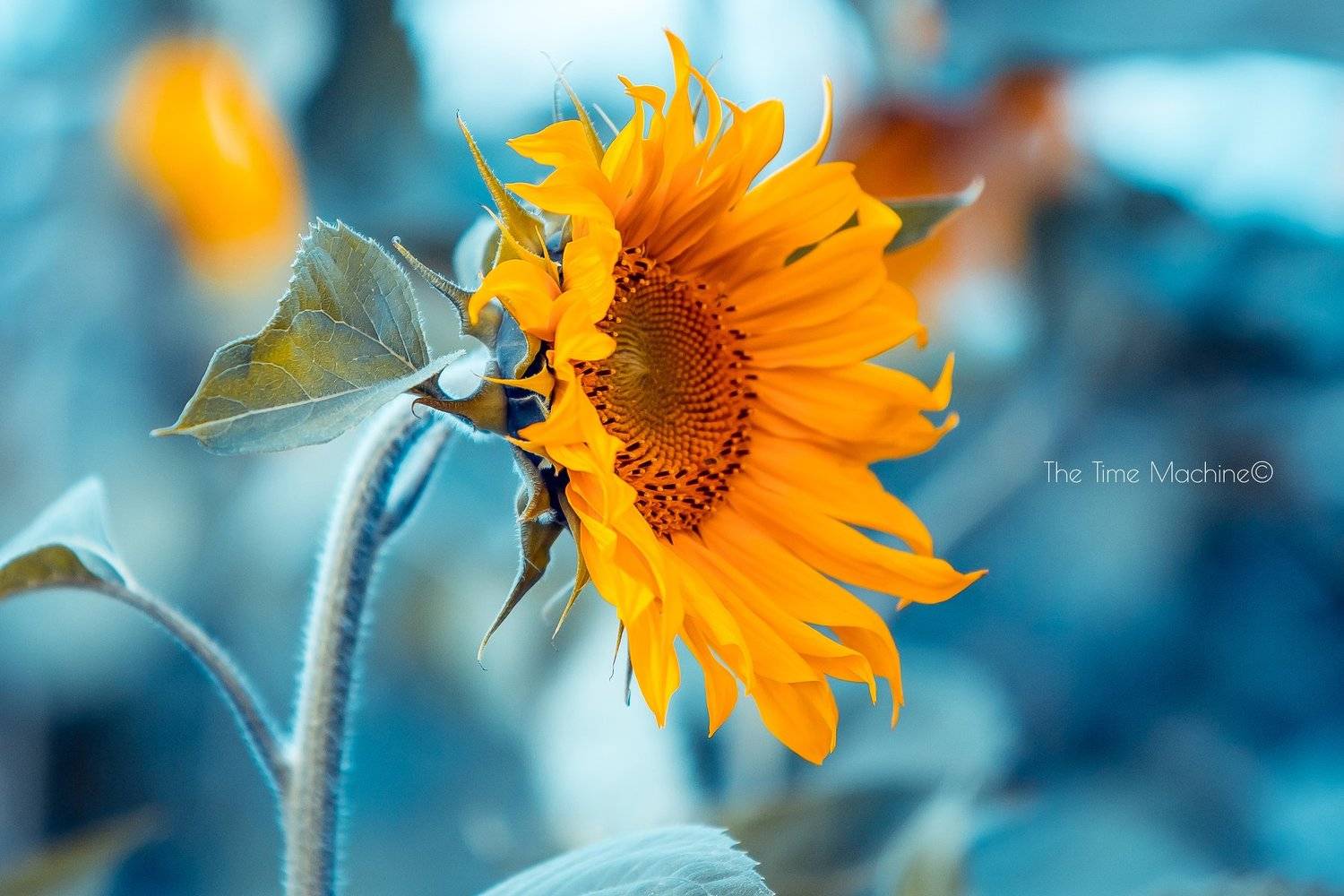 #михаилшестаков #фотографмихаилшестаков #thetimemachine   #thetimemachinephotography #autor2013 пейзаж, Михаил Бове