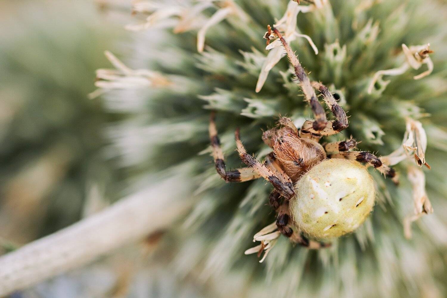 паук,лист,зелень,трава,свет,лапы, Юрий Котов