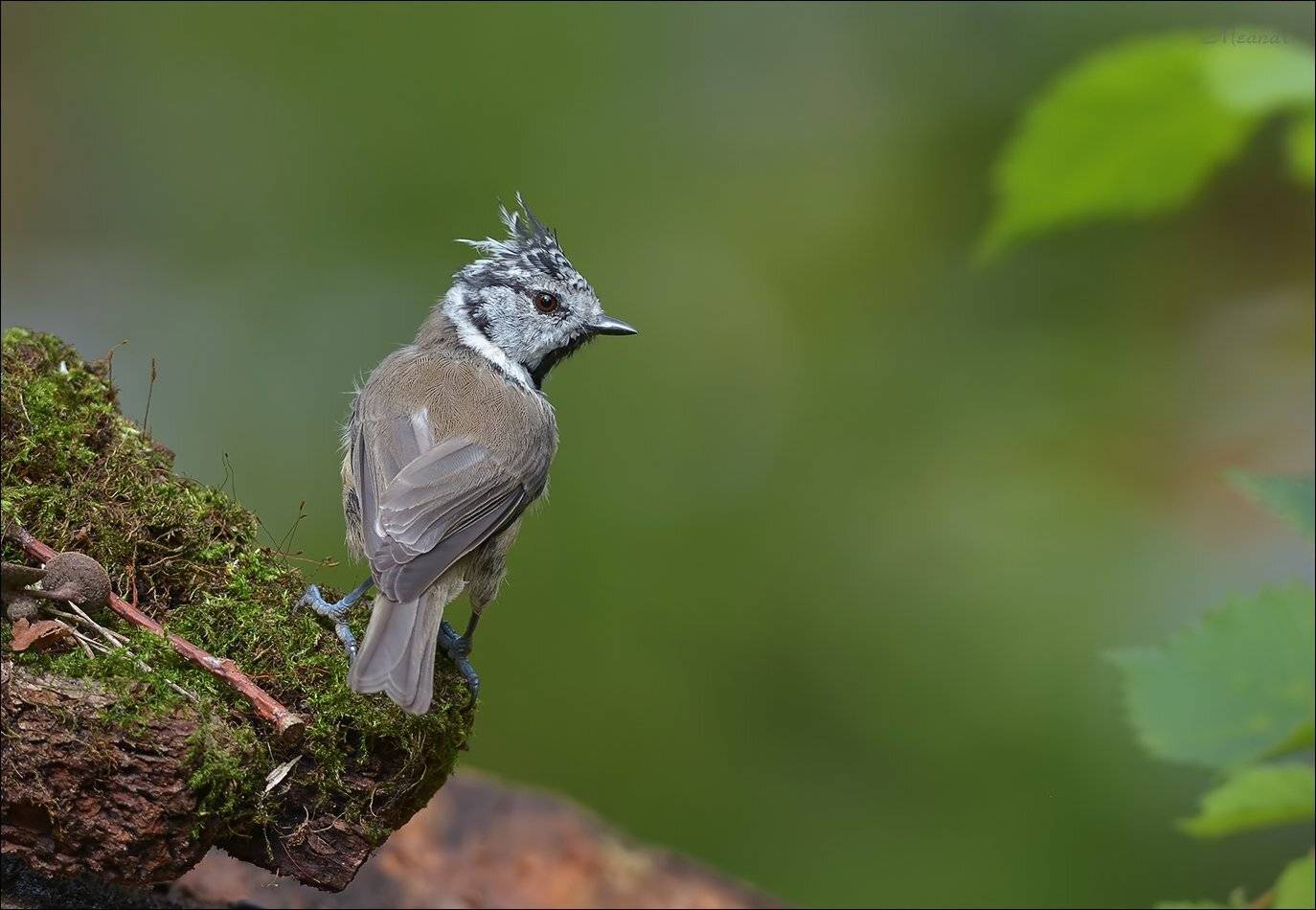 хохлатая синица, Андрей Медведев