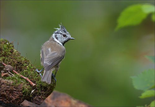 Гренадёрка