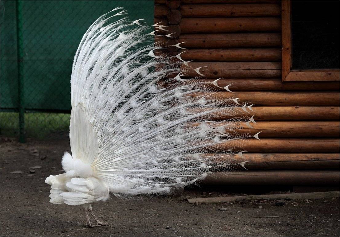 , Сергей Фудиненко