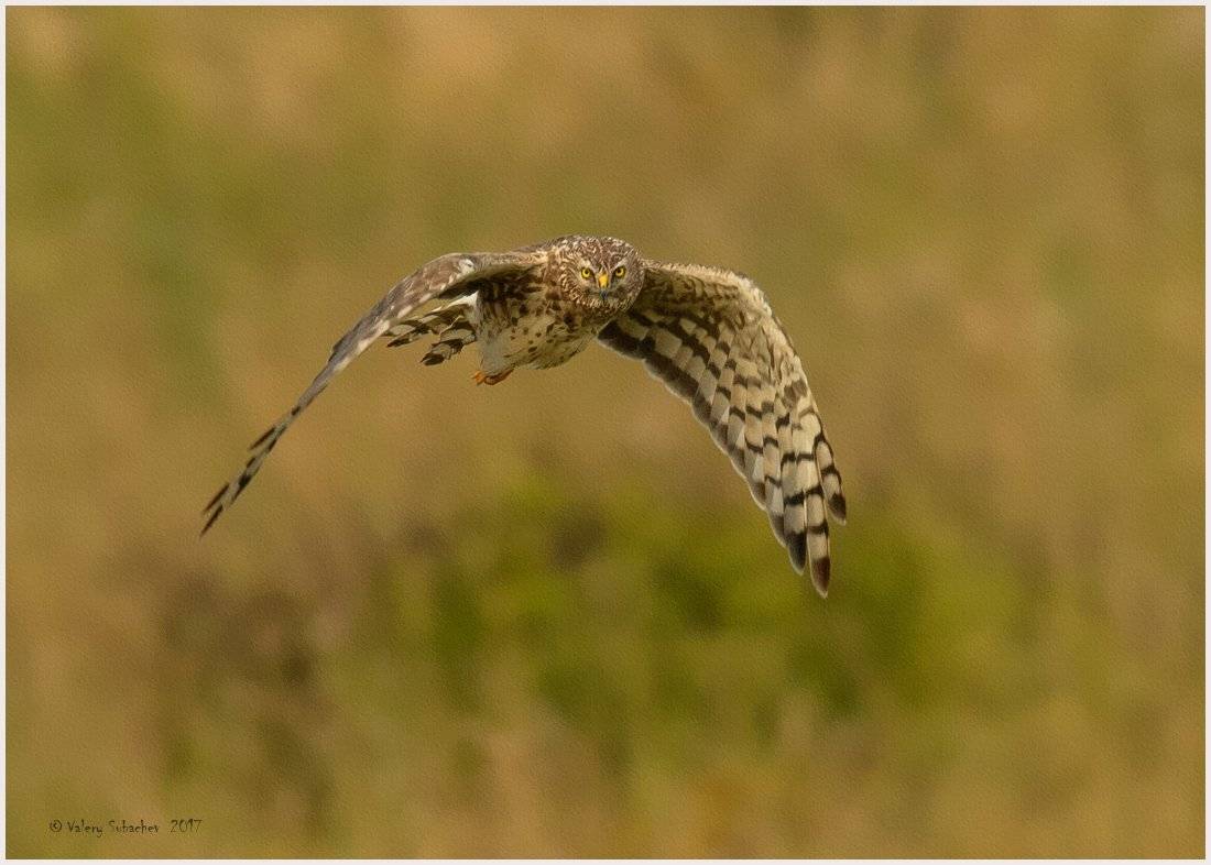 , Валерий Субачев