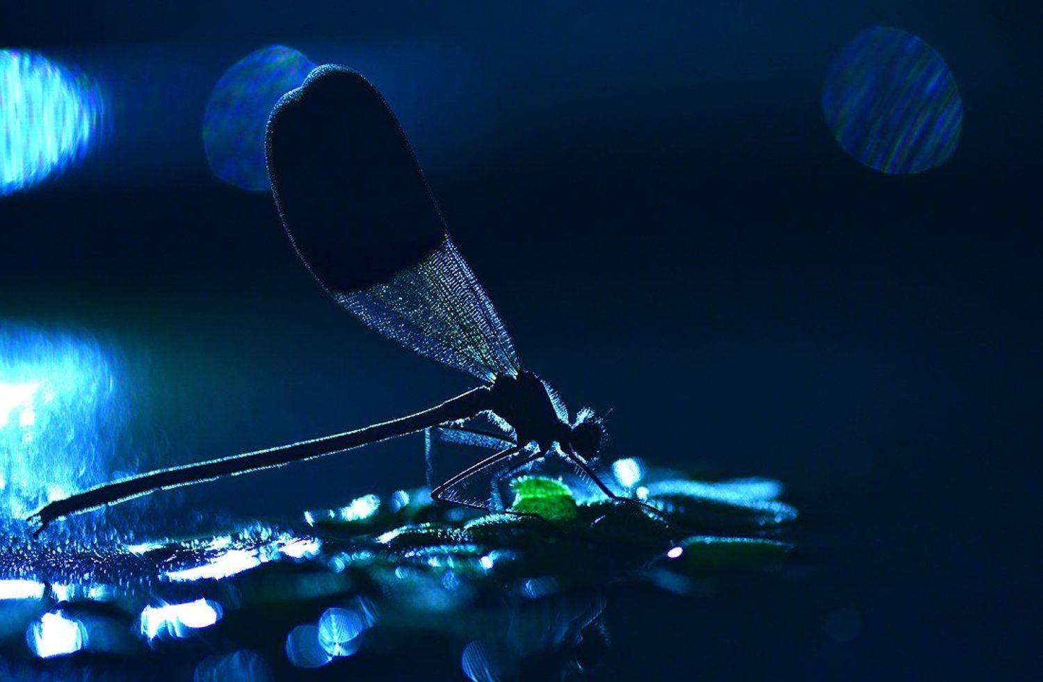 , Алёна Шевцова