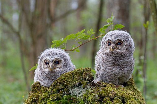 Ожидая маму