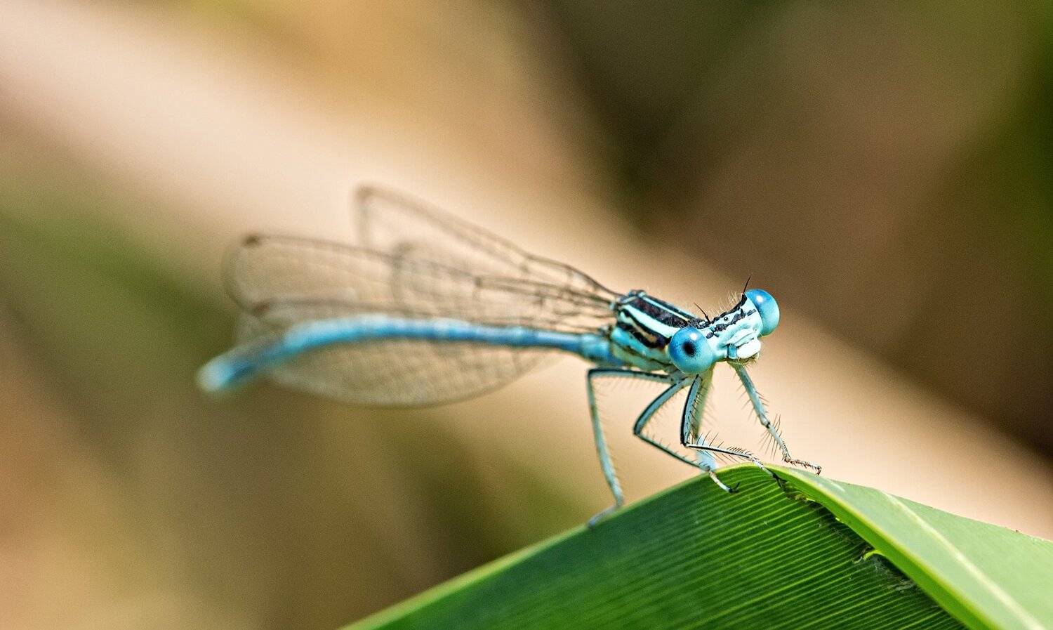 стрекоза, лист, свет, крылья, макро, глаза, Юрий Котов