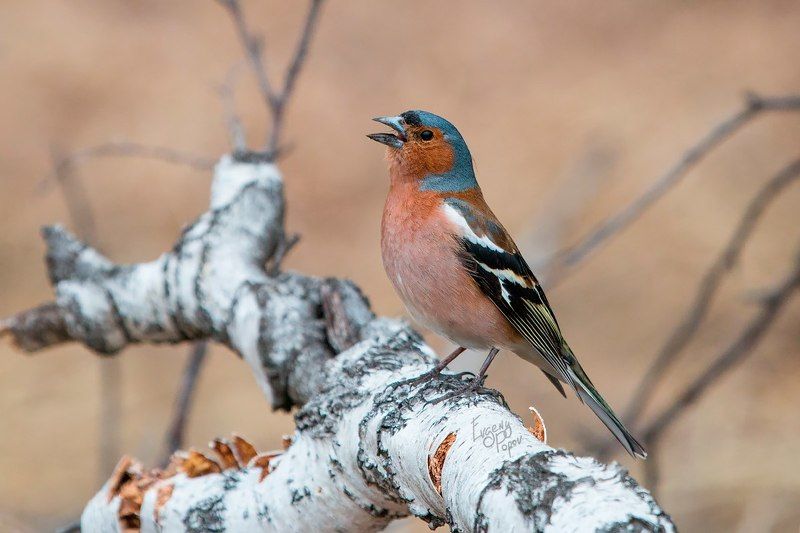 Весенняя песня зяблика фото превью