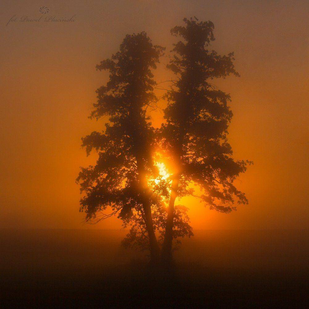 , Pawel Plucinski