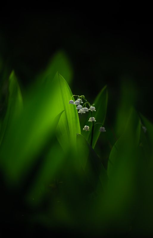 /*/ фото превью