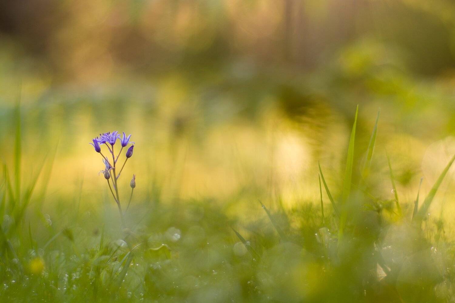 fragile, color, beauty, nature, small, purple, Antonio Coelho