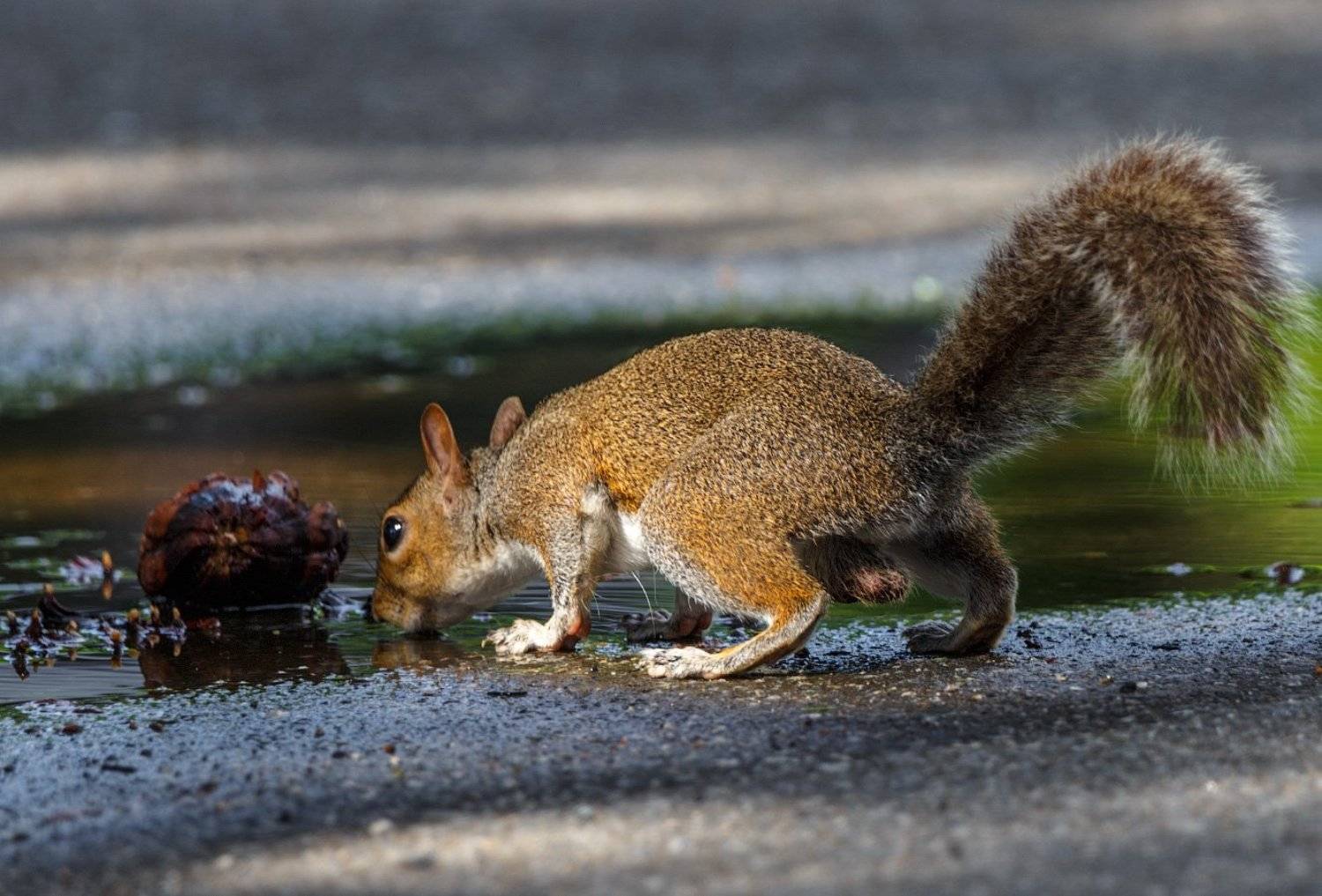 , Леонид Дьяченко