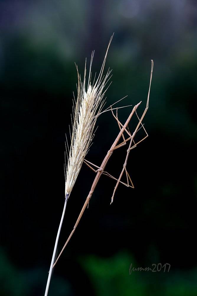 , Игорь ФУММ