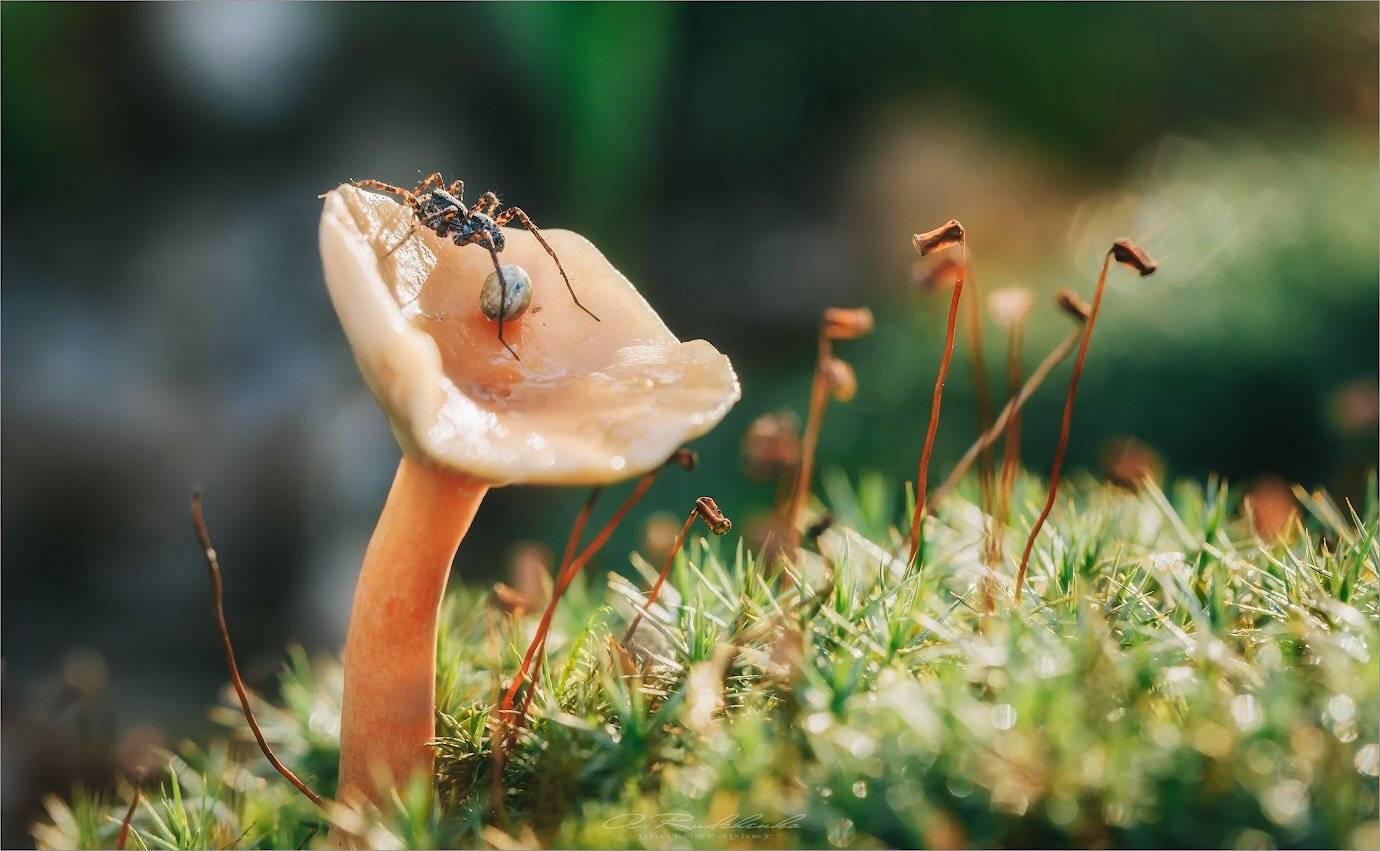 , Рудченко Анатолий