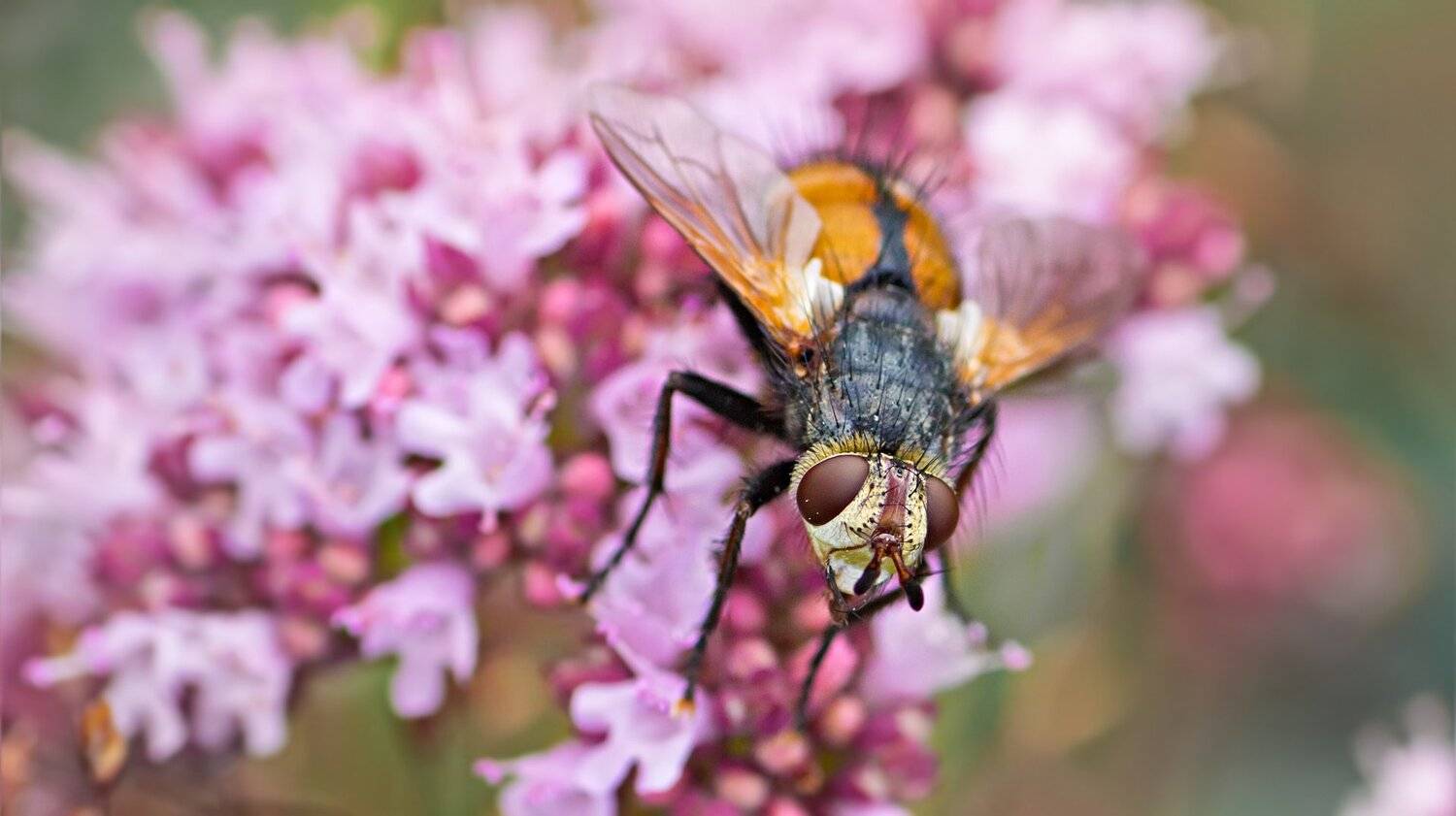 муха, жук, крылья, лист, хобот, свет, муравей, мошки, трава, Юрий Котов