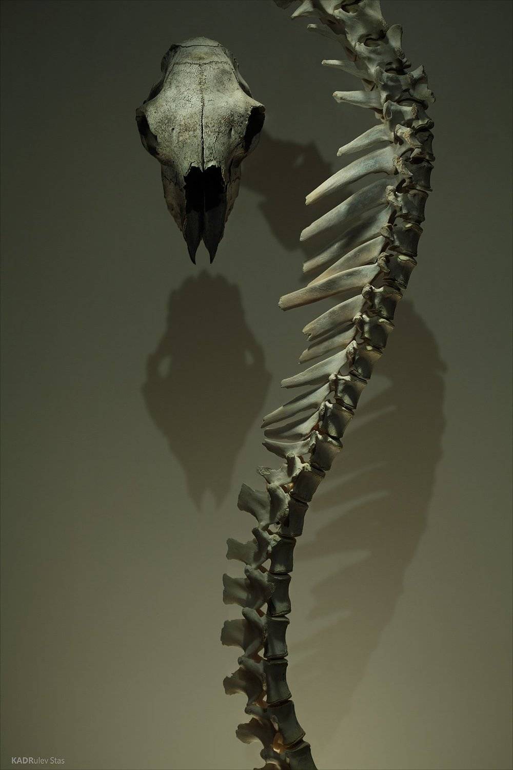 , Стас Кадрулёв