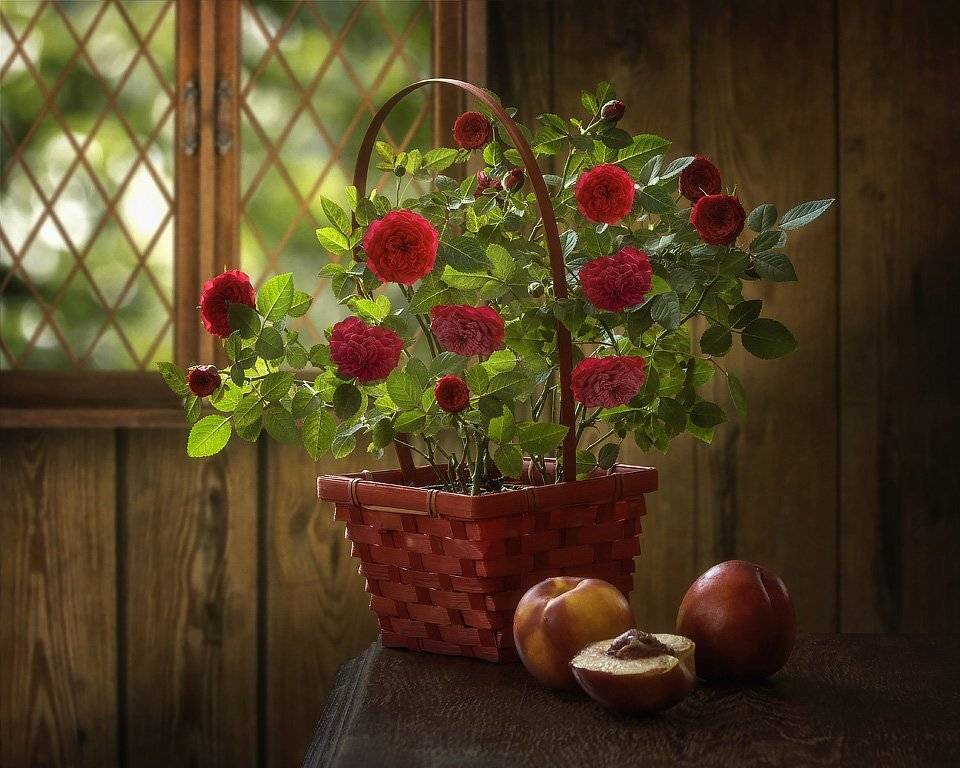 натюрморт, художественное фото, лето, дача, куст комнатных роз, красные розы, персики, Ирина Приходько