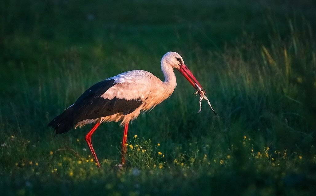 , Вячеслав Мищенко