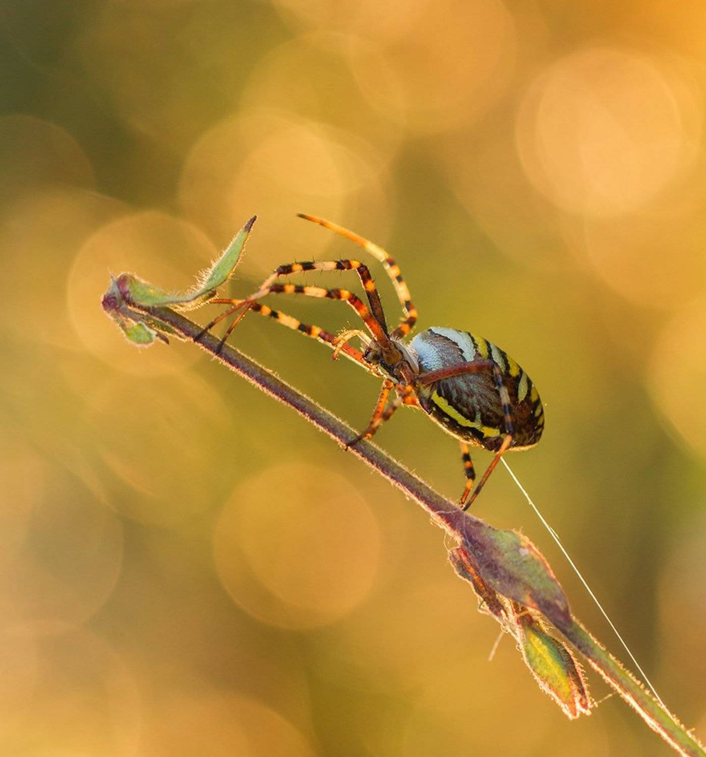 , Pawel Plucinski