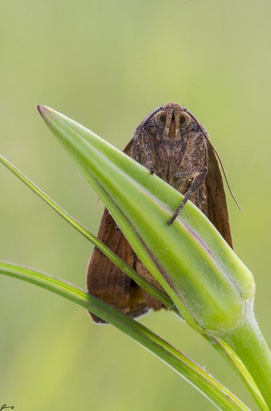 macro, makro, insect, butterfly, nature, wild --- фото превью