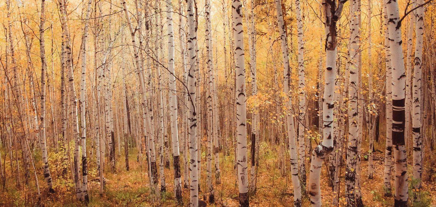 , Александр Казин